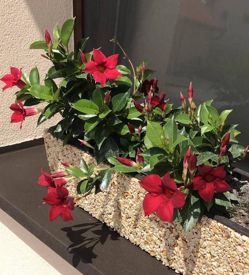Kristály apartmanok Kisvárda Esterno foto